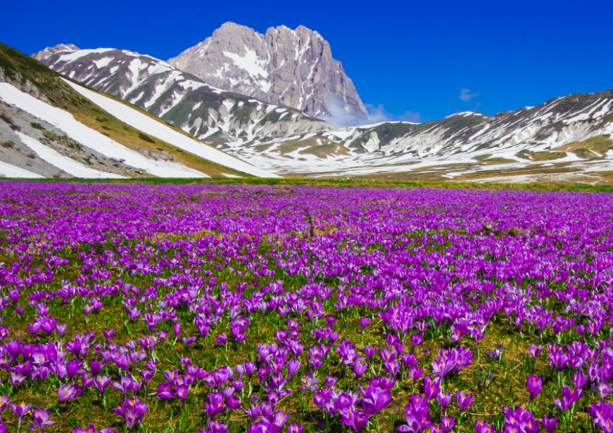 Campo Imperatore e fioritura crochi 
